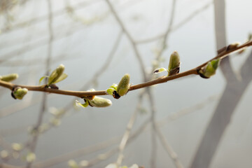 Willow branch against the background of other trees on a spring day. Blurred background. natural image.