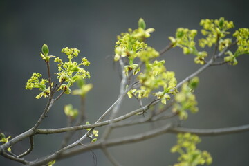 Frisch keimende Blätter und Blüten eines Ahorns, Spitz-Ahorn (Acer platanoides) im Detail mit weichem Hintergrund