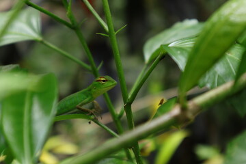 Head of a juvenile lizard (Calotes calotes) looking at a prey insect