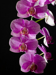 A branch of a blooming crimson orchid on a black backlit background. blurred focus