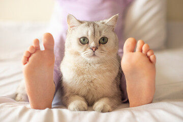 Fototapeta na wymiar Cute white British cat, lying at home on the bed, between childrens feet