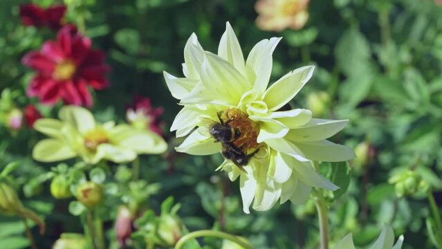 Butterflies and bees on meadow flowers swaying beautifully in the wind. pollination of plants. Summer sunny day. Slow motion 4k