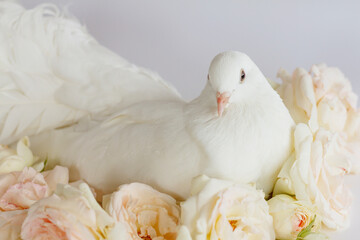 A white dove, a dove sitting in roses. Romantic greeting card for a wedding, a date. High quality photo