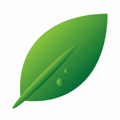 green leaf isolated on white background