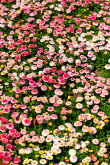 Colorful china annual aster flowers