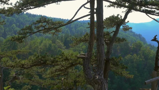 Viewpoint Banjska stena rock at Tara mountain looking down to Canyon of Drina river, Serbia, panorama 4k