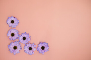 Creative layout made with colorful flowers Very Peri gerberas on a pink background.Banner with space for text. Greeting card. Copy space for your text.