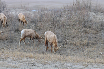 Mountain goats grazing on grass in Canadian rocky mountains during winter
