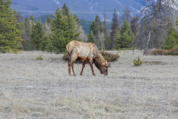 Moose grazing on grass Canadian rocky mountains during winter