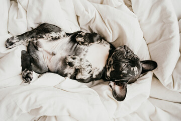 cute black and white french bulldog puppy sleeps on the blanket on a white bed. 