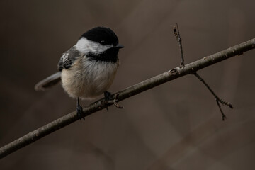 Fototapeta premium Black-Capped Chickadee