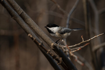 Black-Capped Chickadee on a branch
