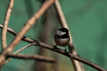 Fototapeta premium Black-Capped Chickadee on a branch