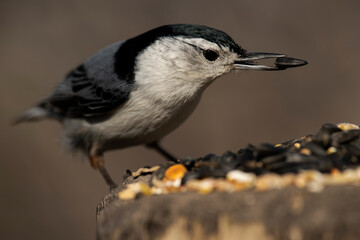White-breasted nuthatch feeding