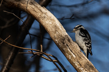 Downy Woodpecker on a tree branch