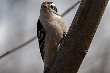 Downy Woodpecker on a tree branch