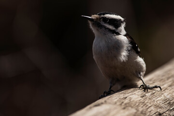 Downy Woodpecker perched on fence