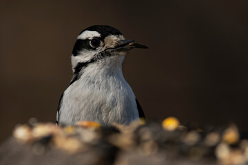 Downy Woodpecker feeding