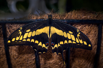 Closeup of Papilionidae butterfly colored yellow and black