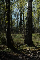 Landschaft mit Birken, Betula pendula im April bei Austrieb der Knospen in einem Wald