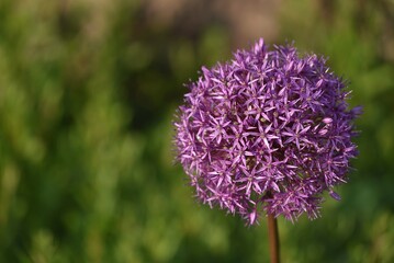 Flowering Onion Allium Globemaster - Zierlauch