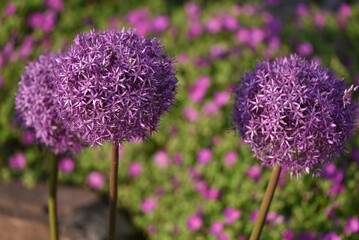 Ornamental onion Globemaster - Zierlauch Allium Globemaster.