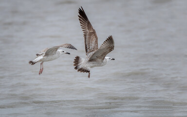 bird, möve, wasser, meer, gull, natur, tier, wild lebende tiere, beach, ozean, 