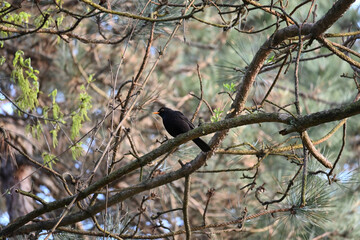 The common blackbird (Turdus merula) is a species of true thrush. It is also called the Eurasian blackbird (especially in North America, to distinguish it from the unrelated New World blackbirds).