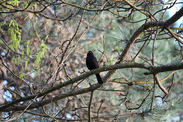 The common blackbird (Turdus merula) is a species of true thrush. It is also called the Eurasian blackbird (especially in North America, to distinguish it from the unrelated New World blackbirds).