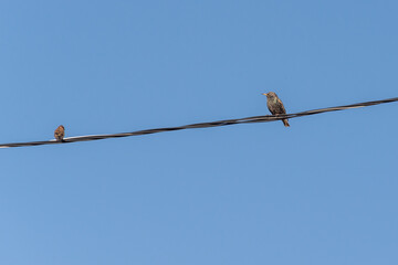 Birds on wires, starling and sparrow. Bird friendship.