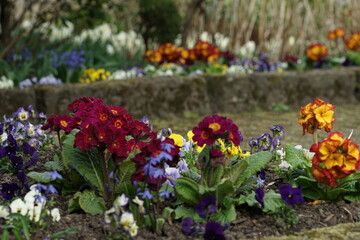 Fototapeta na wymiar Schöne, freundliche Frühlings Blumen in einem Beet und Garten in schillernden Farben mit Primeln und Stiefmütterchen