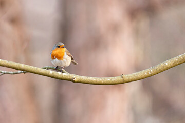 European Robin on a branch