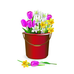 Lots of spring flowers - pink tulips, white narcissus and yellow daffodilses in a red plastic bucket, isolated on white background. Vector illustration.