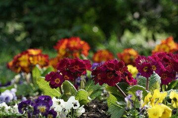 Obraz premium Schöne, freundliche Frühlings Blumen in einem Beet und Garten in schillernden Farben mit Primeln und Stiefmütterchen
