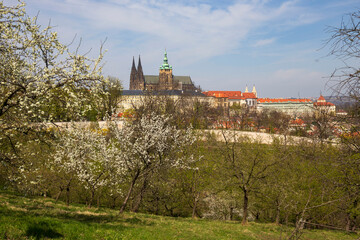 Spring Prague City with gothic Castle and the colorful Nature with flowering Trees from the Hill Petrin, Czech Republic