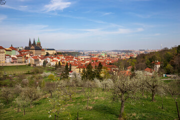 Fototapeta premium Spring Prague City with gothic Castle and the colorful Nature with flowering Trees from the Hill Petrin, Czech Republic