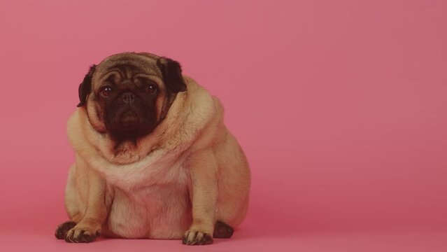 Very thick pug sits and looking at camera. Adorable dog looking at camera while sits and resting on bright pink background