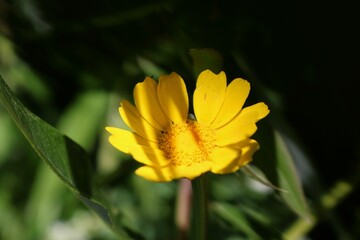 yellow flower on a green background
