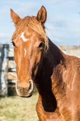 Obraz premium portrait of a horse