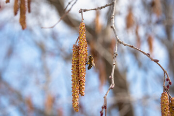 Earrings and a bee on a branch of an alder tree.