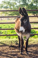 Fotobehang portrait of a donkey © CJO Photography