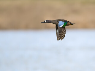 Male Blue-winged Teal in Flight against Reeds Over Lake