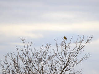 Fototapeta premium Eastern Meadowlark Perched on Top Tree and Calling in Spring