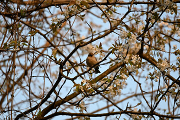 The true finches are small to medium-sized passerine birds in the family Fringillidae. Finches have stout conical bills adapted for eating seeds and nuts and often have colourful plumage. They occupy 