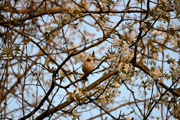 The true finches are small to medium-sized passerine birds in the family Fringillidae. Finches have stout conical bills adapted for eating seeds and nuts and often have colourful plumage. They occupy 