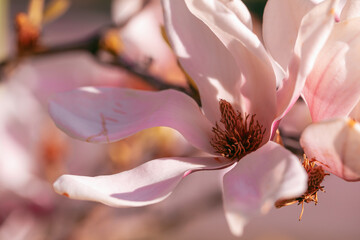 Magnolienblüte © Vanell