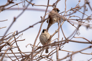 Two sparrows on a tree branch in spring.