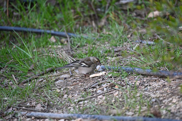 The true finches are small to medium-sized passerine birds in the family Fringillidae. Finches have stout conical bills adapted for eating seeds and nuts and often have colourful plumage. They occupy 