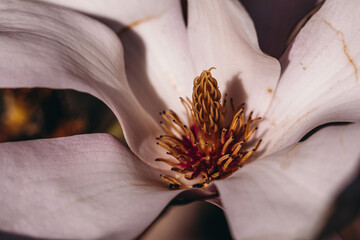 Magnolienblüte © Vanell