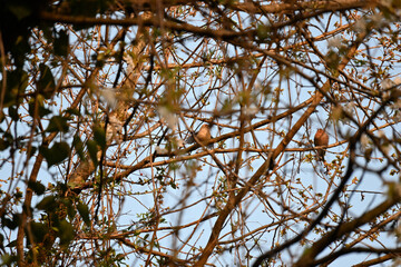 The true finches are small to medium-sized passerine birds in the family Fringillidae. Finches have stout conical bills adapted for eating seeds and nuts and often have colourful plumage. They occupy 